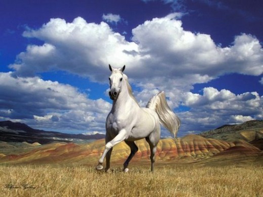 002 520x390 Конь в казачьей культуре (обновлено)