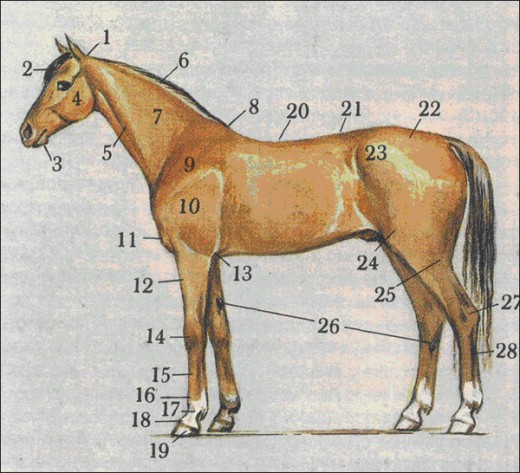 stat 520x473 Конь в казачьей культуре (обновлено)