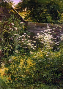 Shishkin_II-Nooks-Of-Rank-Garden-Aegopodium-1884-STG